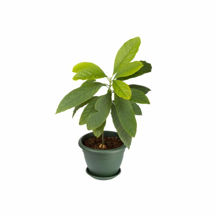 Avacado Plant / అవకాడో చెట్టు(Grafted)