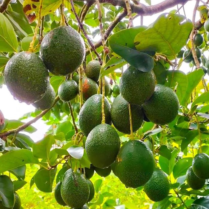 Avacado Plant / అవకాడో చెట్టు(Grafted) - Image 4