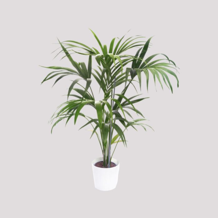 Baby Palm