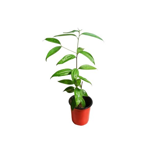Bay Leaf plant