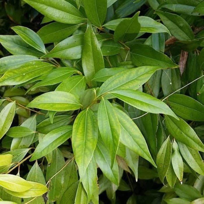 Bay Leaf plant - Image 2