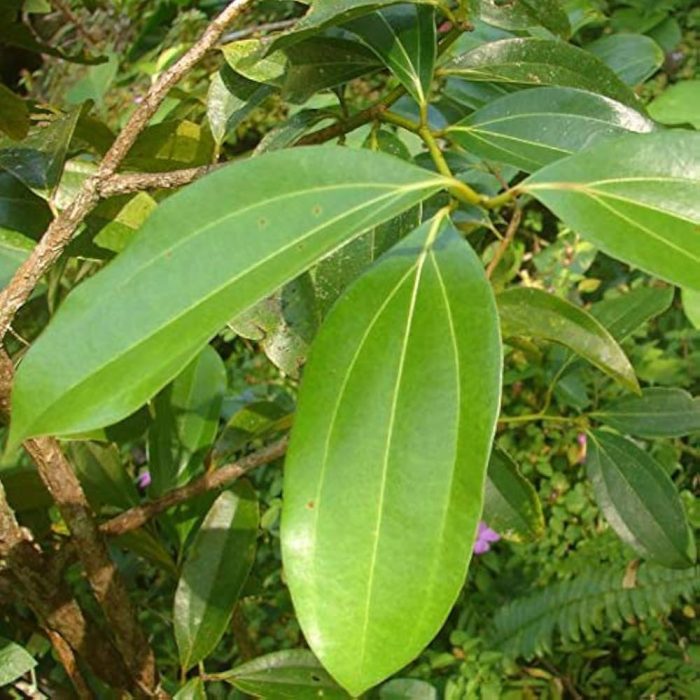 Bay Leaf plant - Image 3