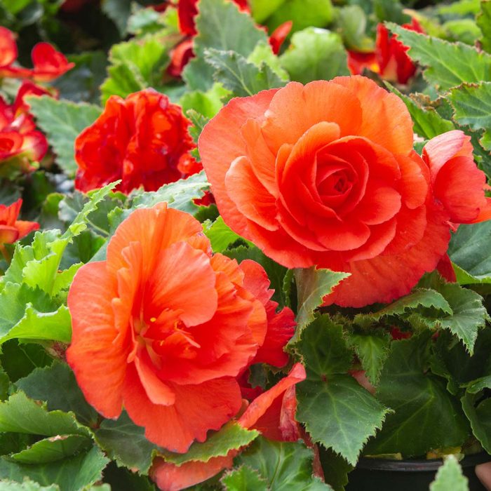 Begonias - Image 2