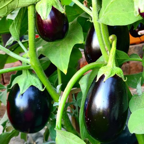 Black Brinjal ( Nalla Vankay )