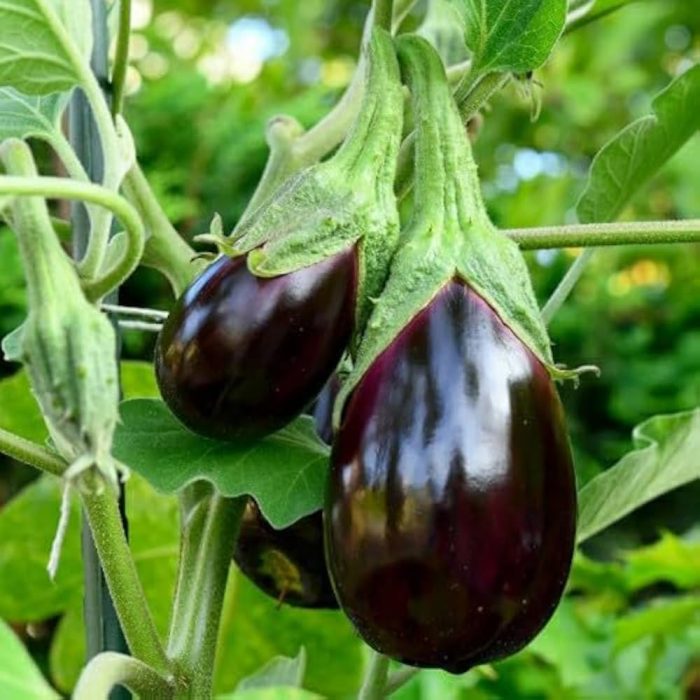 Black Brinjal ( Nalla Vankay ) - Image 2