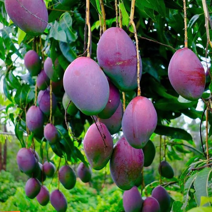Black Stone Mango - Image 2