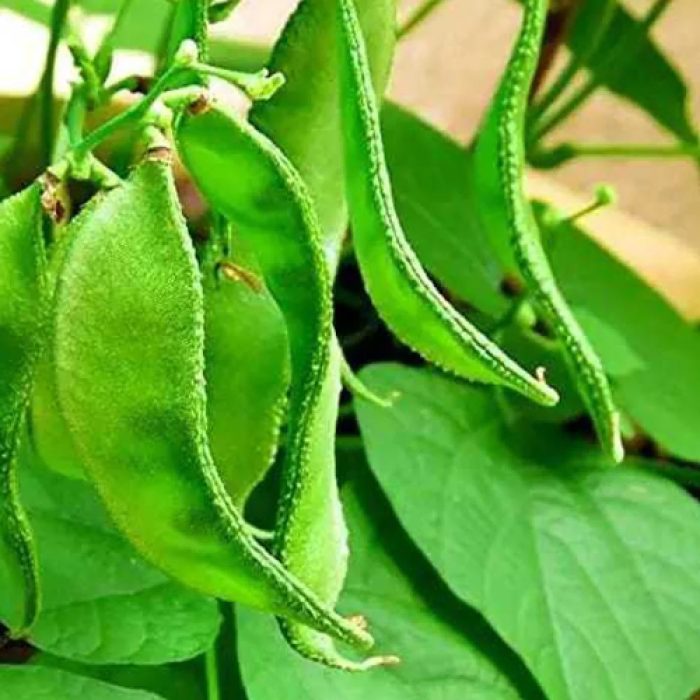 Chettu Chicudu  [Broad Beans] - Image 2