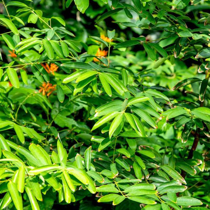 Cinnamon - Image 4