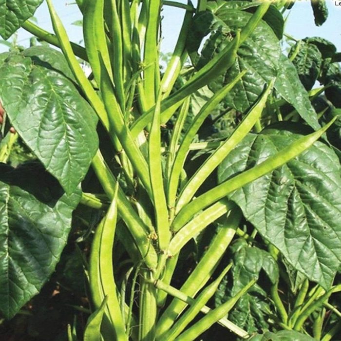 Cluster Beans ( Goru Chikudu ) - Image 2