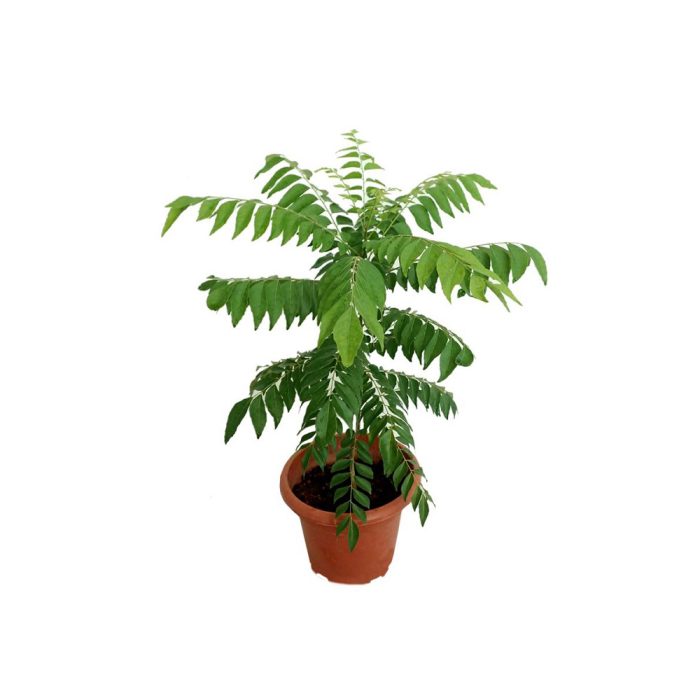 Curry Leaf