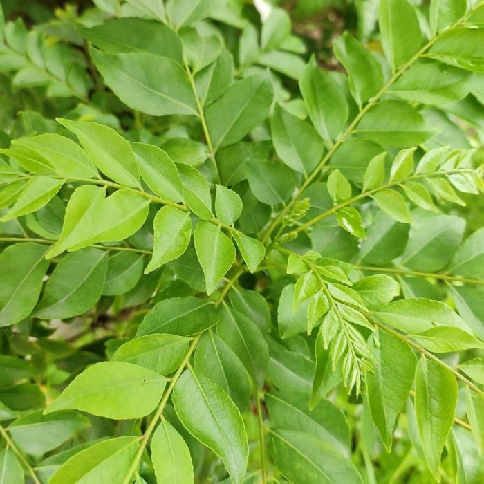 Curry Leaf - Image 2
