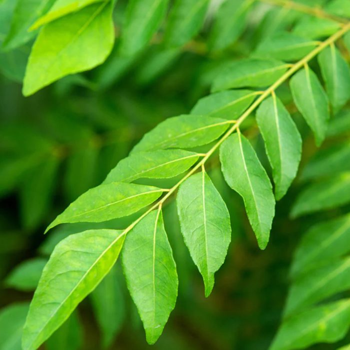 Curry Leaf - Image 3