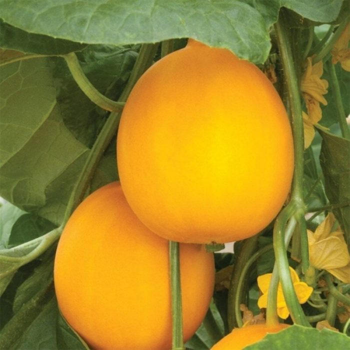 Dosakaya - Image 2