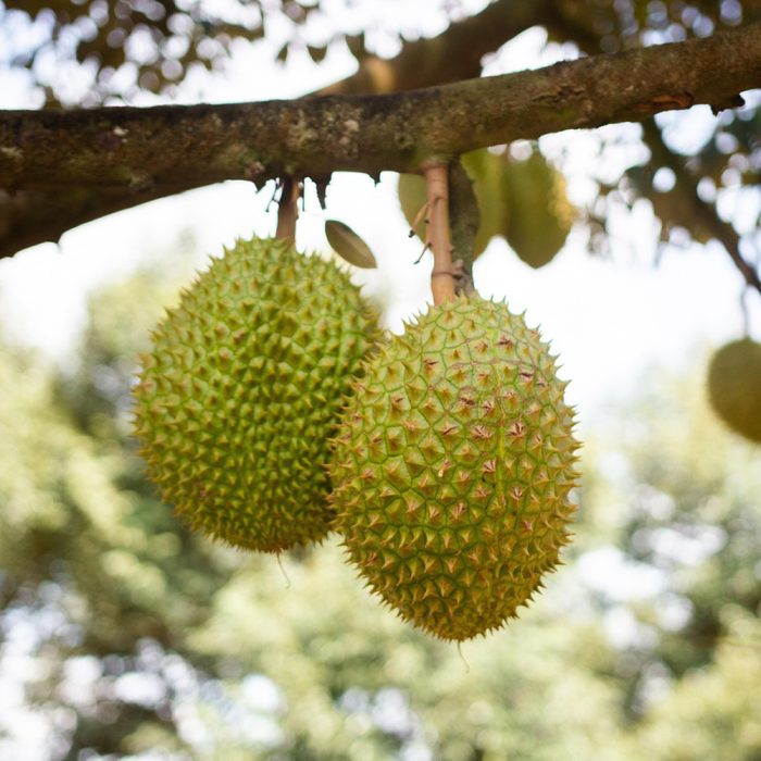Durian fruit - Image 2
