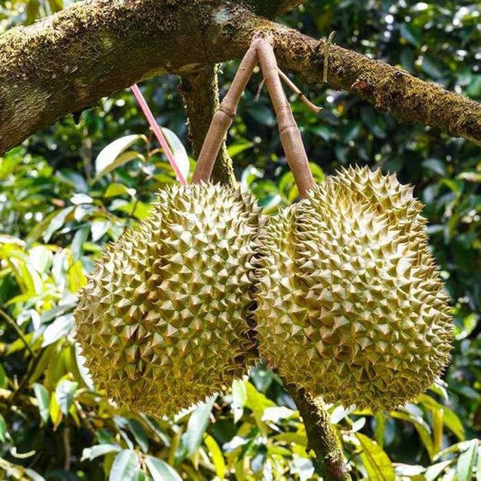 Durian fruit - Image 4