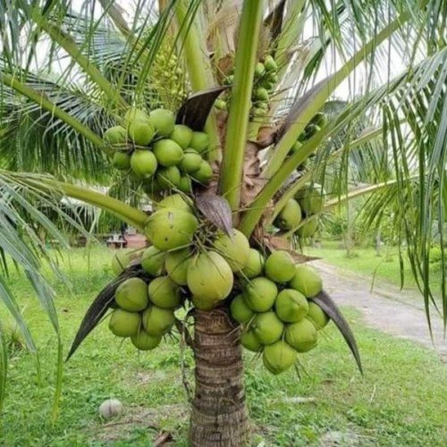 Dwarf Coconut Green
