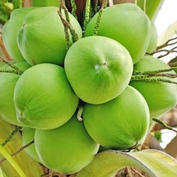 Dwarf Coconut Green - Image 3