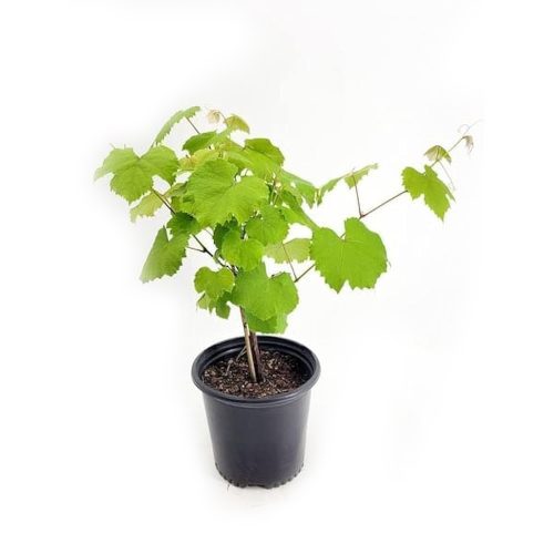 Grapes White / తేల్ల ద్రాక్ష