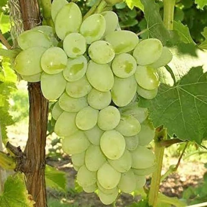 Grapes White / తేల్ల ద్రాక్ష - Image 2