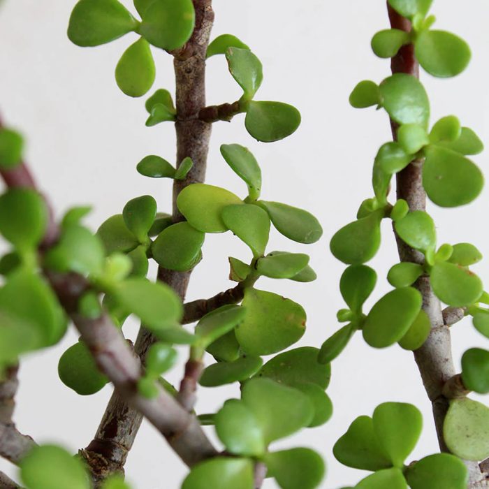 Jade plant - Image 2
