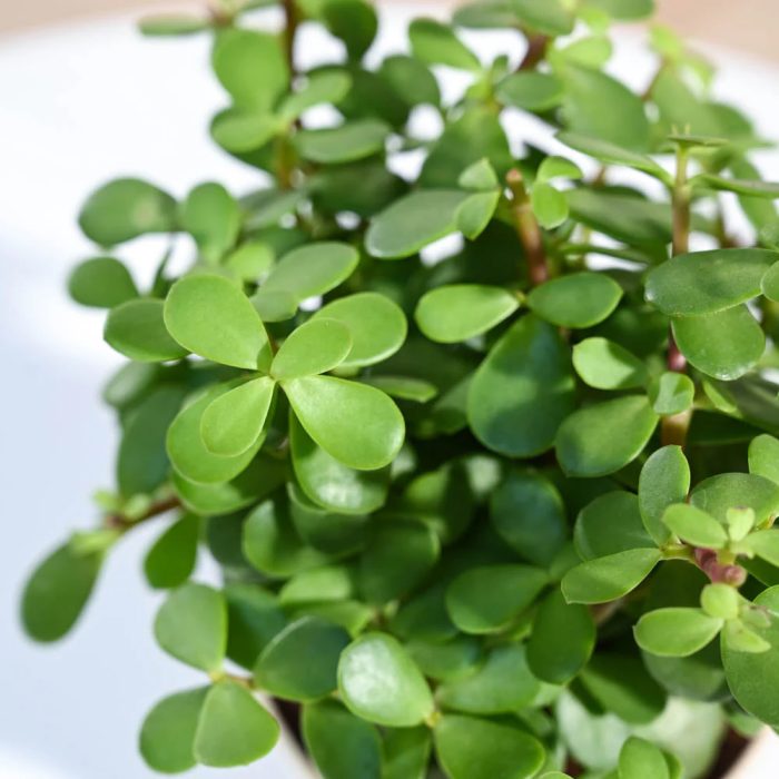 Jade plant - Image 3