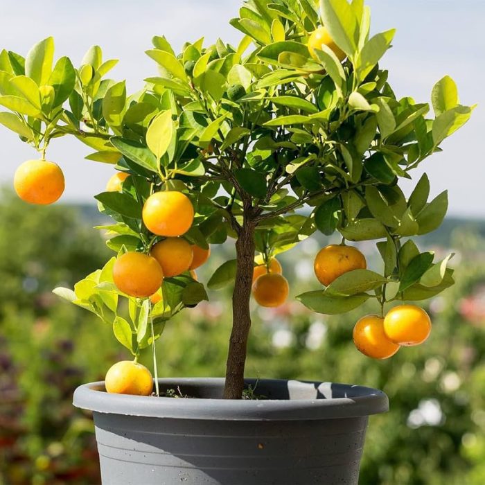 Malta fruit - Image 2