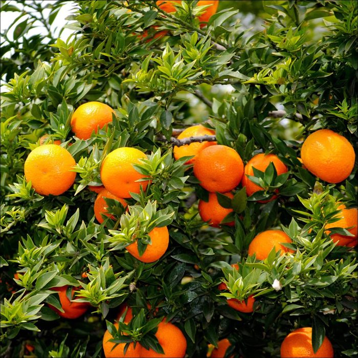 Malta fruit - Image 3