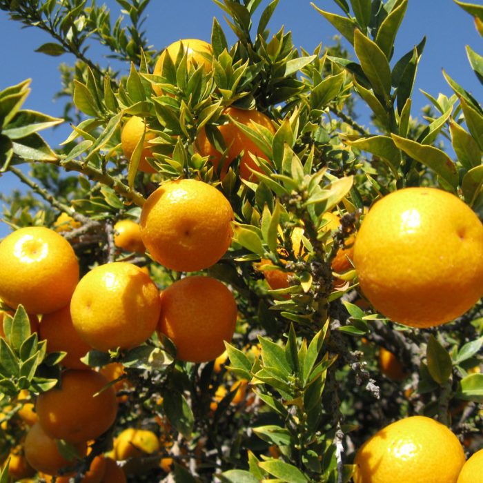 Malta fruit - Image 4