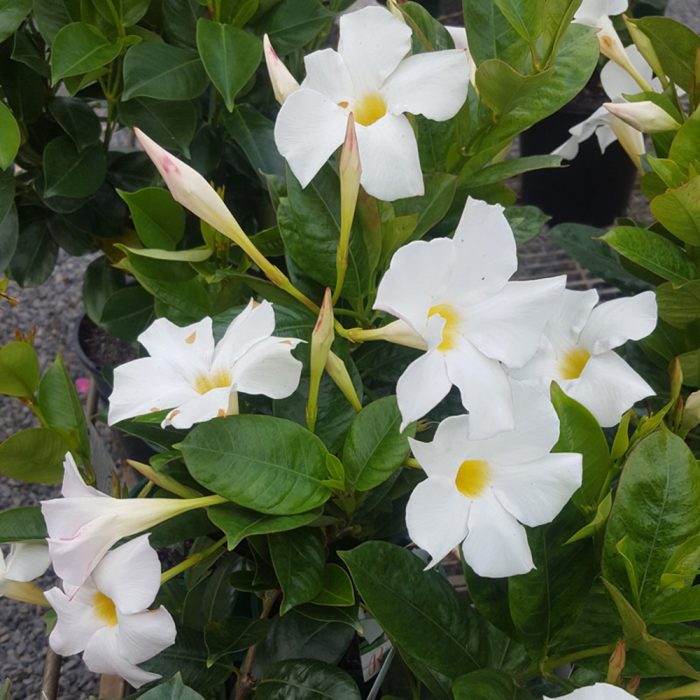 Mandevilla - Image 2