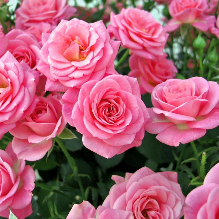 Natu Rose pink - Image 3