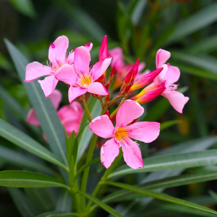 Nerium oleander plant / గన్నేరు చెట్టు(Pink,yellow,white) - Image 2