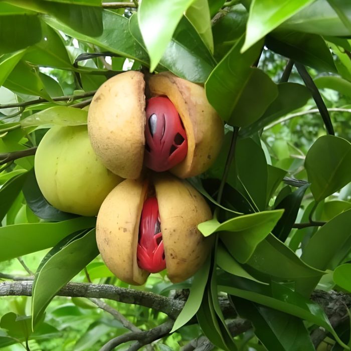 Nut Meg - Image 3