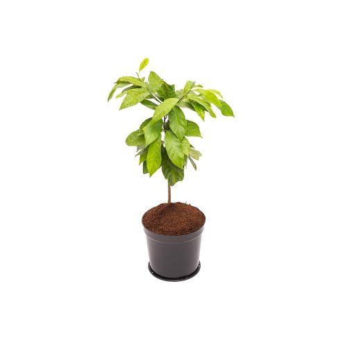 Nutmeg Grafted