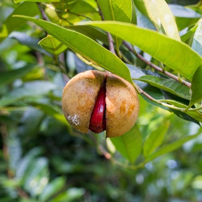 Nutmeg Grafted - Image 3