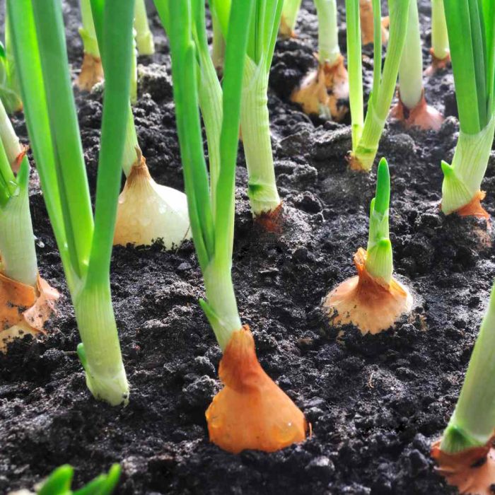 Onion - Image 2
