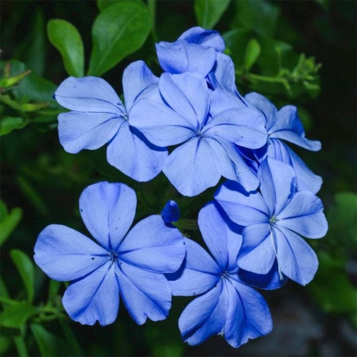 Plumbago - Image 2