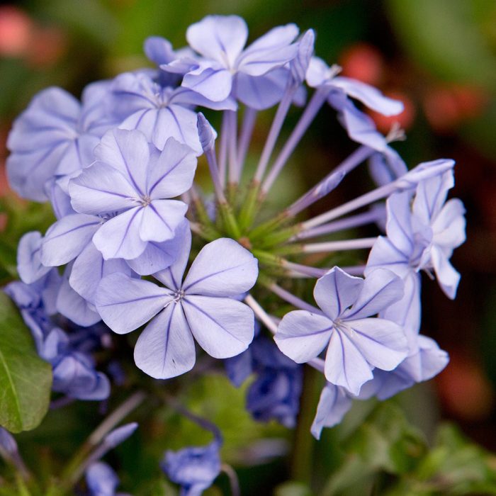 Plumbago - Image 3