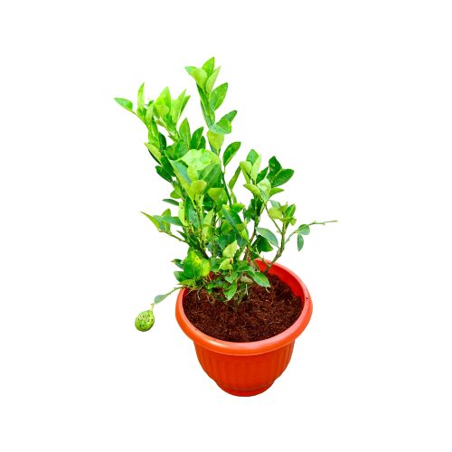 Red Lemon(Grafted)