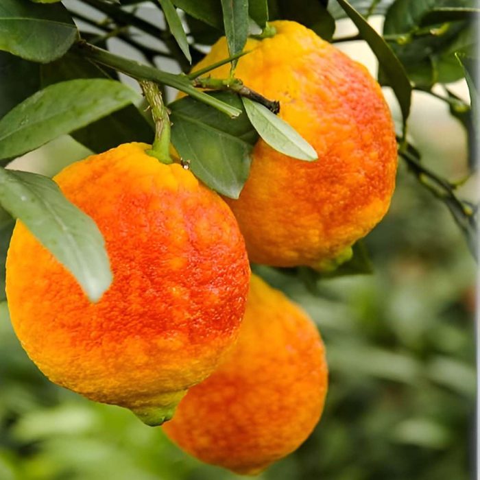 Red Lemon(Grafted) - Image 2