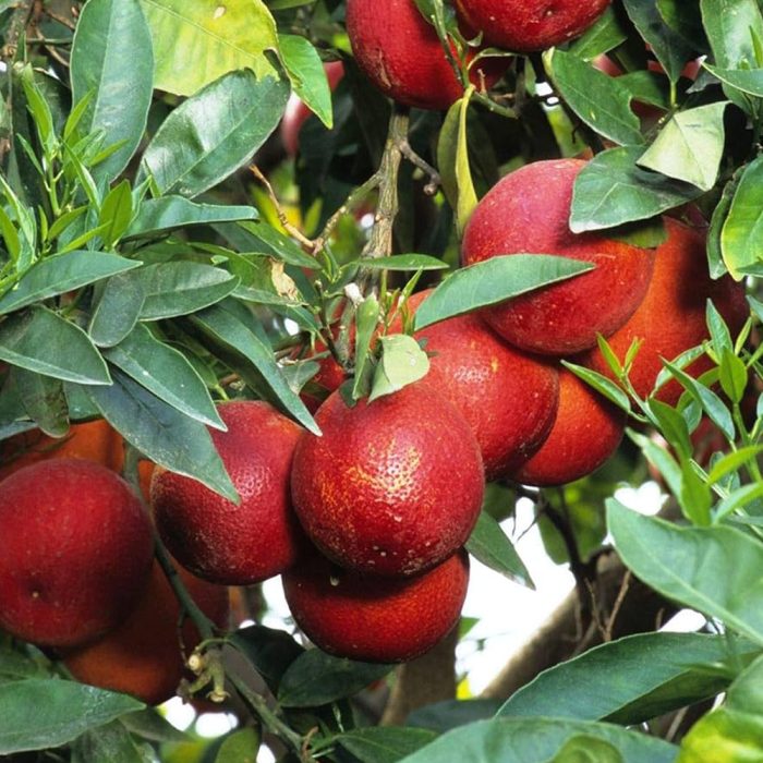 Red Lemon(Grafted) - Image 3