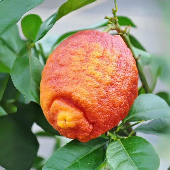 Red Lemon(Grafted) - Image 4