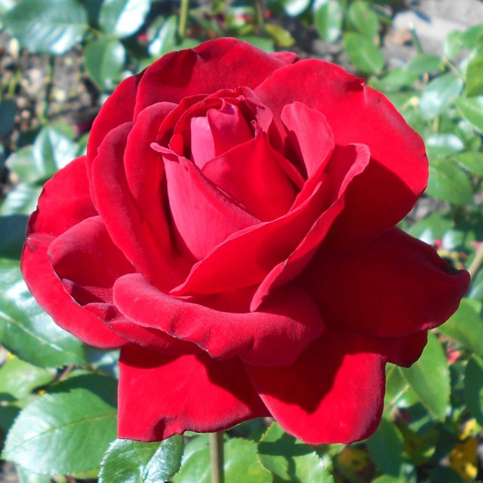 Rose - Image 3