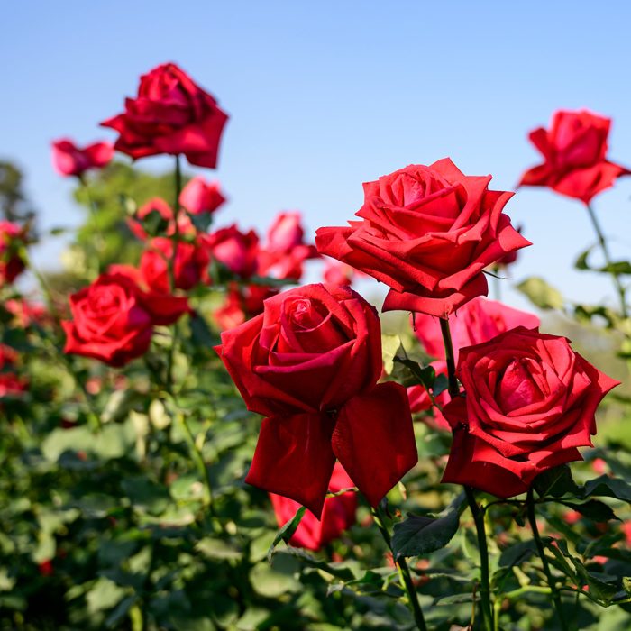 Rose - Image 4