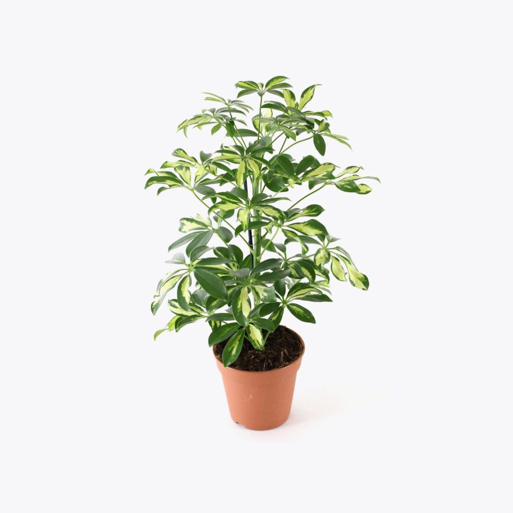 Schefflera