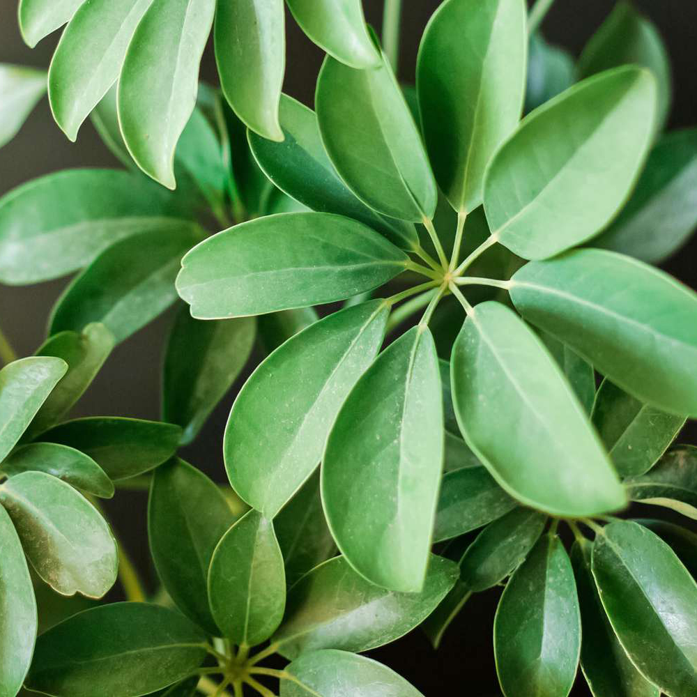 Schefflera - Image 3