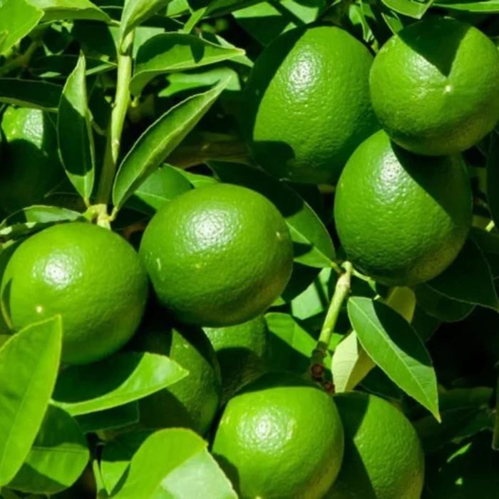 Seedless Lemon - Image 3