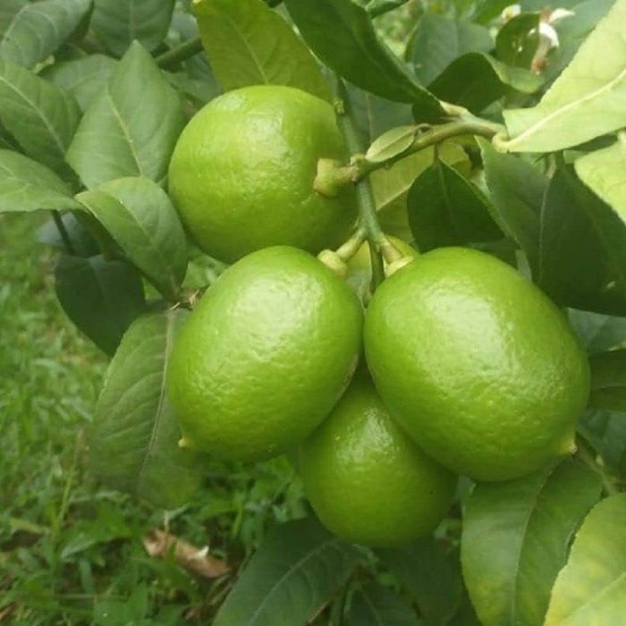 Seedless Lemon - Image 4