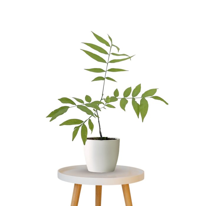 Soapnut ( Kunkudukai )