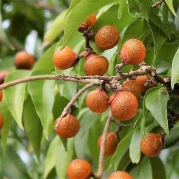 Soapnut ( Kunkudukai ) - Image 2