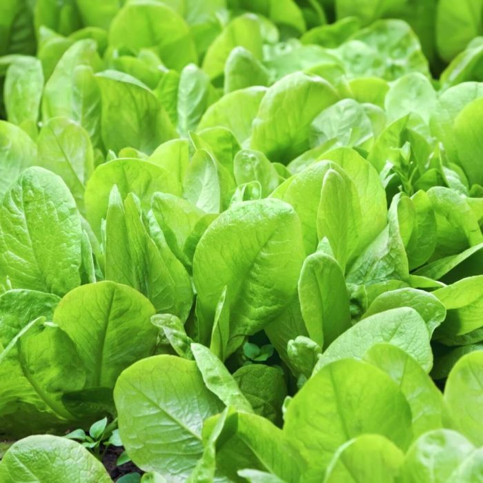 Spinach ( Palakura ) - Image 3